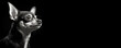 © JoelMasson - Black and white portrait of a Chihuahua dog isolated on black background banner with copy space