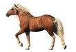 The Belgian horse, is a draft horse originating from the Brabant region of Belgium. Known for its strength and robustness, it tends to have a chestnut coat, and a flaxen mane and tail. 3D Rendering
