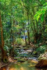 Wall Mural - Rainforest and calm river with waterfall hidden behind trees in the state of Minas Gerais, Brazil