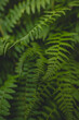 Ferns in the woods