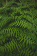 Ferns in the woods