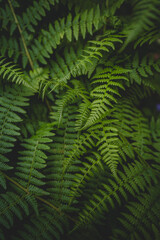  Ferns in the woods