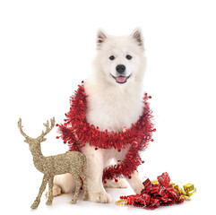 Canvas Print - samoyed dog in studio