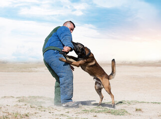 Sticker - training of belgian shepherd