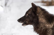 Black-Phase Grey Wolf (Canis lupus) Profile to Left Winter