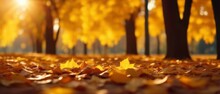 Beautiful Autumn Landscape With Yellow Leaves And Sun. Colorful Foliage In The Park. Falling Leaves