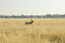 Blackbuck ( Antilope Cervicapra ) In The Wilderness Area