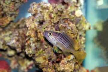 Sticker - Golden blotch grouper fish - Epinephelus costae