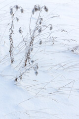 Wall Mural - Frozen dry plants stand in a snowdrift, close up vertical photo