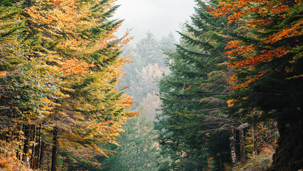 Tall trees in Autumn yellow deciduous leaves in the park