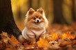 A Pomeranian dog sits in an autumn forest in a sweater