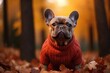 A French bulldog dog in a sweater sits in an autumn forest