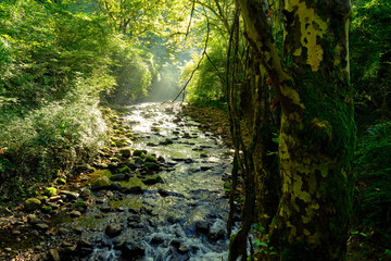 river between the forest