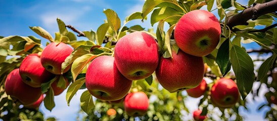 Canvas Print - Ripe red apples ready to pick in summer garden