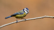 blue tit bird perching on branch
