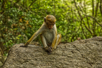 Wild monkeys in foresty rocks in Sri-Lanka