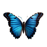 Fototapeta Motyle - Beautiful blue butterfly isolated on white background