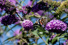 Red Admiral Butterfly (Vanessa Atalanta) Perched On Summer Lilac In Zurich, Switzerland