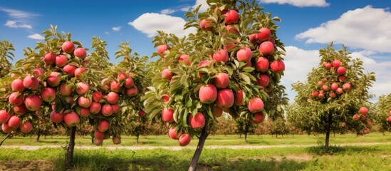 Canvas Print - Pre harvest apple grove