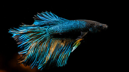 Betta fish