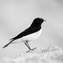 Black And White Bird