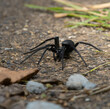 Black Spider On The Ground