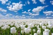 Clear blue sky, white clouds, endless bright white tulip flower field between clouds. Generative AI