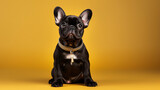 Fototapeta  - Adorable Little Frenchie Dog With Collar Looking Forward And Sitting