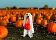 Ghost dog trick or treating at pumpkin patch.