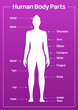 Human body parts medical diagram with female model, vector poster on a pink background.