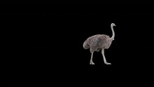 Ostrich Slowly Walking By Across The Frame On Black Screen, Real Shot, Isolated On Alpha Channel Premultiplied With Black And White Matte, Perfect For Digital Composition, Cinema, 3d Mapping.