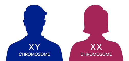 Man and woman XX and XY chromosome difference, medical vector poster on a white background.