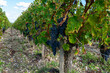 © barmalini - Green vineyards with rows of red Cabernet Sauvignon grape variety of Haut-Medoc vineyards in Bordeaux, left bank of Gironde Estuary, France, ready to harvest