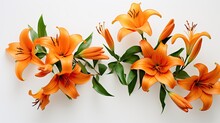 Portrait Beautiful Orange Lily Flower Isolated On White Background AI Generative