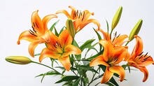 Portrait Beautiful Orange Lily Flower Isolated On White Background AI Generative