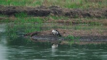 Knob-billed Duck Preening On The Riverbank