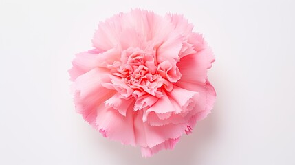 Wall Mural - Portrait beautiful pink carnation flower Ai Generative