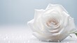 Portrait beautiful white rose flower Ai Generative