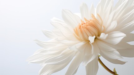 Wall Mural - Portrait beautiful white chrysanthemum flower Ai Generative