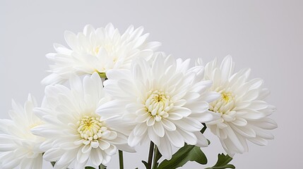 Wall Mural - Portrait beautiful white chrysanthemum flower Ai Generative