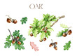 Acorns, oak leaves and branches set. Watercolor painted illustration. Hand drawn oak tree brown nut with green leaf, branch elements. Acorn forest and park oak tree element set. White background