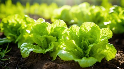 Wall Mural - Green lettuce thriving in nutrient-rich soil, protected in a greenhouse's embrace