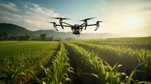 Drones Soaring Over Sugarcane Fields, A Dance Of Modern Agriculture