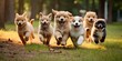 A group of playful and adorable puppies enjoying playtime