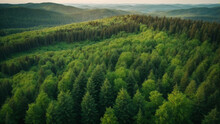 Aerial View Of Green Summer Forest With Spruce And Pine Trees