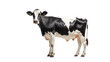 Dairy cow on the transparent background