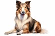 Generative AI : Smooth haired collie watercolor portrait painting illustrated dog puppy isolated