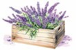 Generative AI : Lavender flowers watercolor illustration, isolated on white background, vintage wooden box