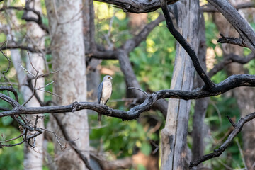 Wall Mural - A Shikra bird perched on a tree inside Pench Tiger Reserve during a wildlife safari on a hot summer afternoon