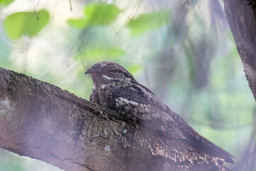 Wall Mural - A jungle nightjar perched on a tree branch inside Pench Tiger Reserve during a wildlife safari inside the park